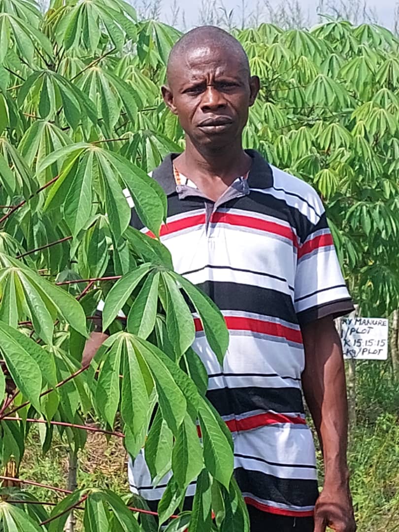 Cassava plantation in Sierra Leone